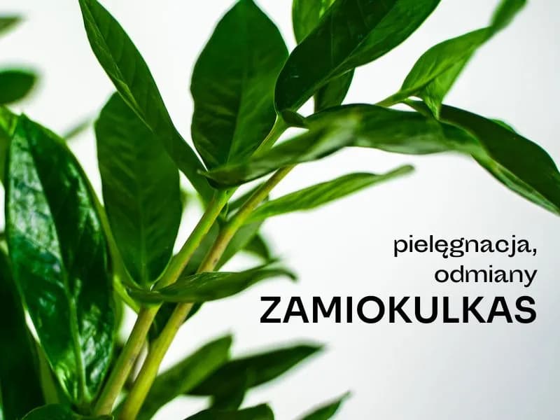 Czy zamiokulkas może stać w sypialni? Odkryj jego zalety i wady Czy zamiokulkas może stać w sypialni? Odkryj jego zalety i wady